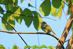 Greenish Elaenia